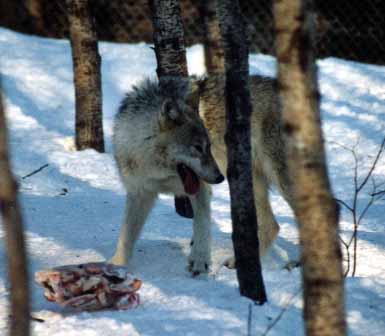 photo loup